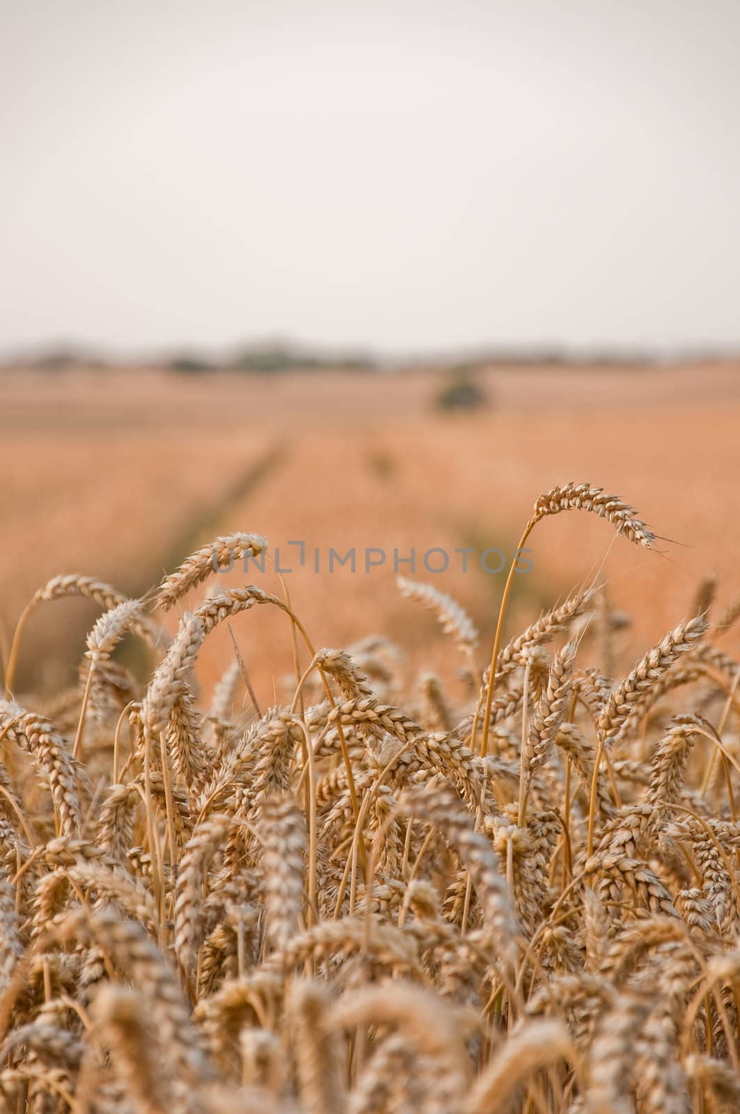 Golden wheat field with tracks and tractor in the background