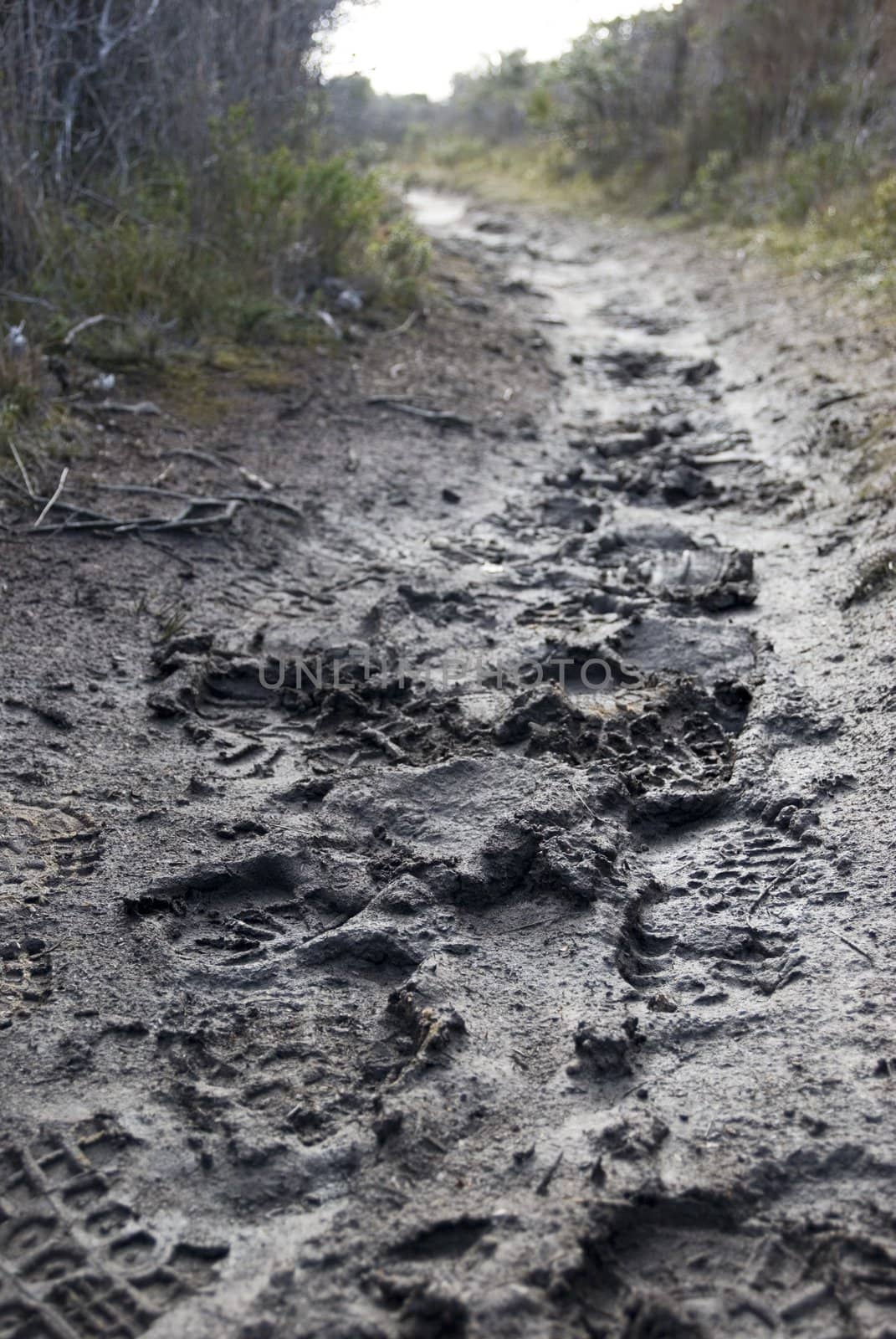 muddy path by stockarch