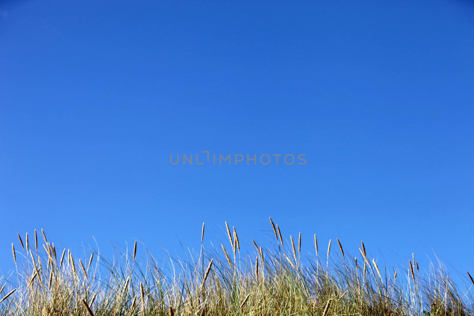 clear blue sky with grasses in the foreground 