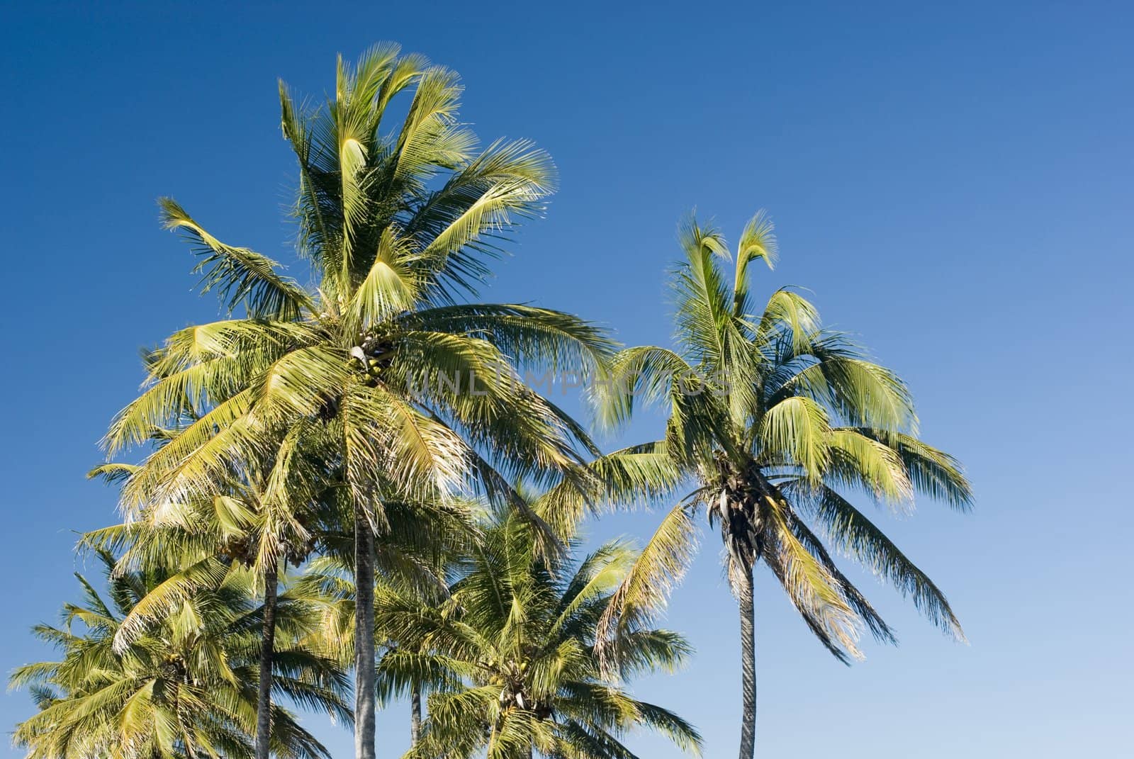 A group of palm trees growing in the tropical climate of the Whitsunday islands, Queensland, Australia
