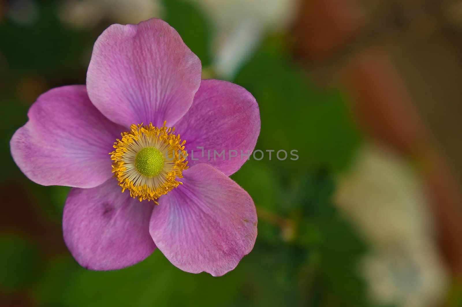 a close up image of the pink variety of the anemone (Anemone coronaria) flower, showing in detail the stamen,pistils,pollen and vains running through the petals.