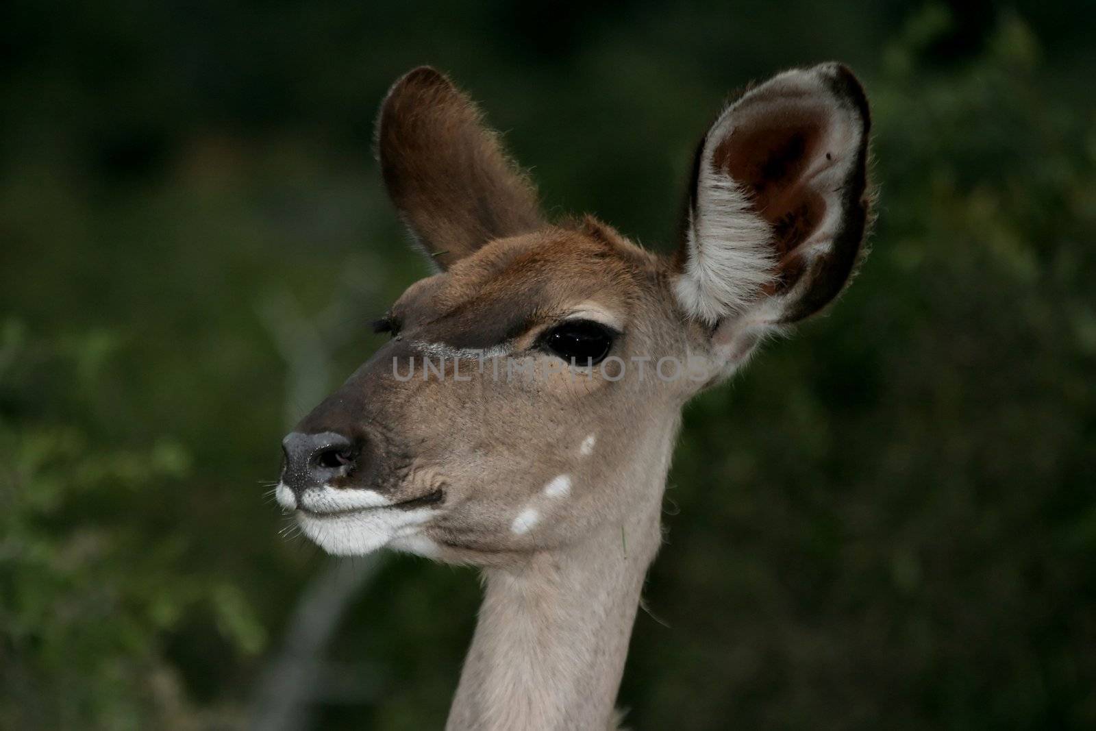 Kudu Ewe Portrait by fouroaks