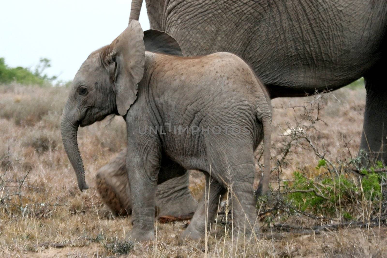 Baby elephant following it's mother through the African bush