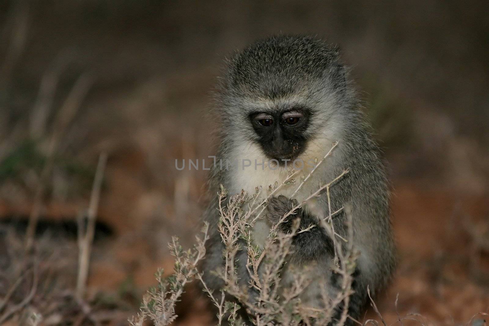 Young vervet monkey foraging for seeds and berries