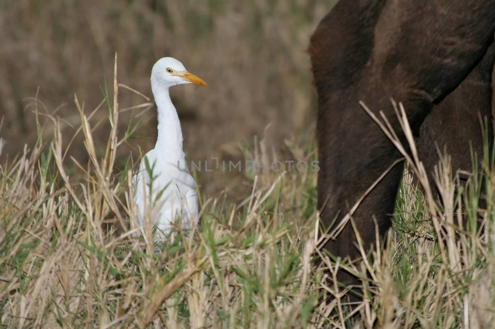 White Cattle Egret by fouroaks