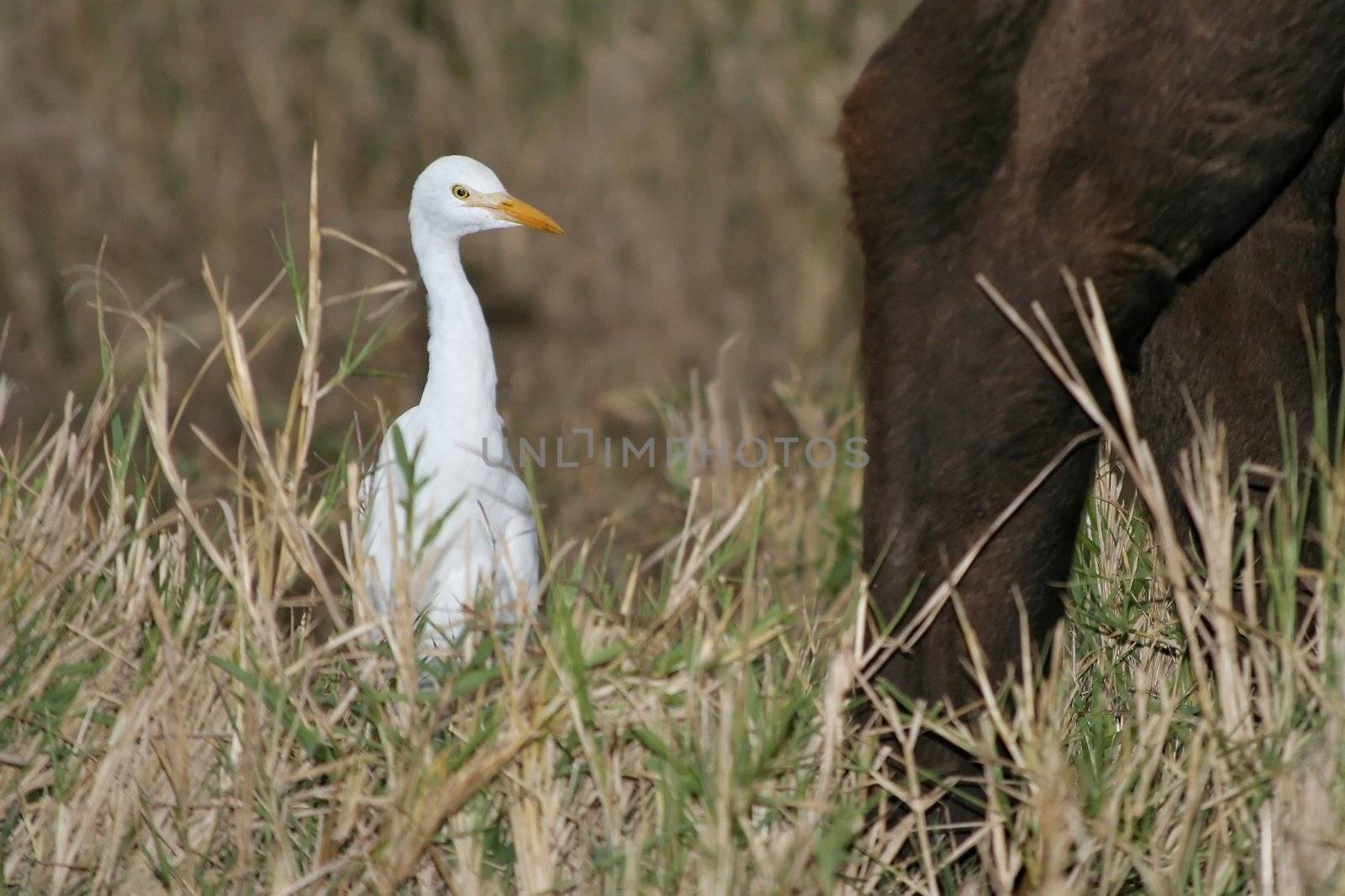 White cattle egret following a buffalo in long grass to catch insects