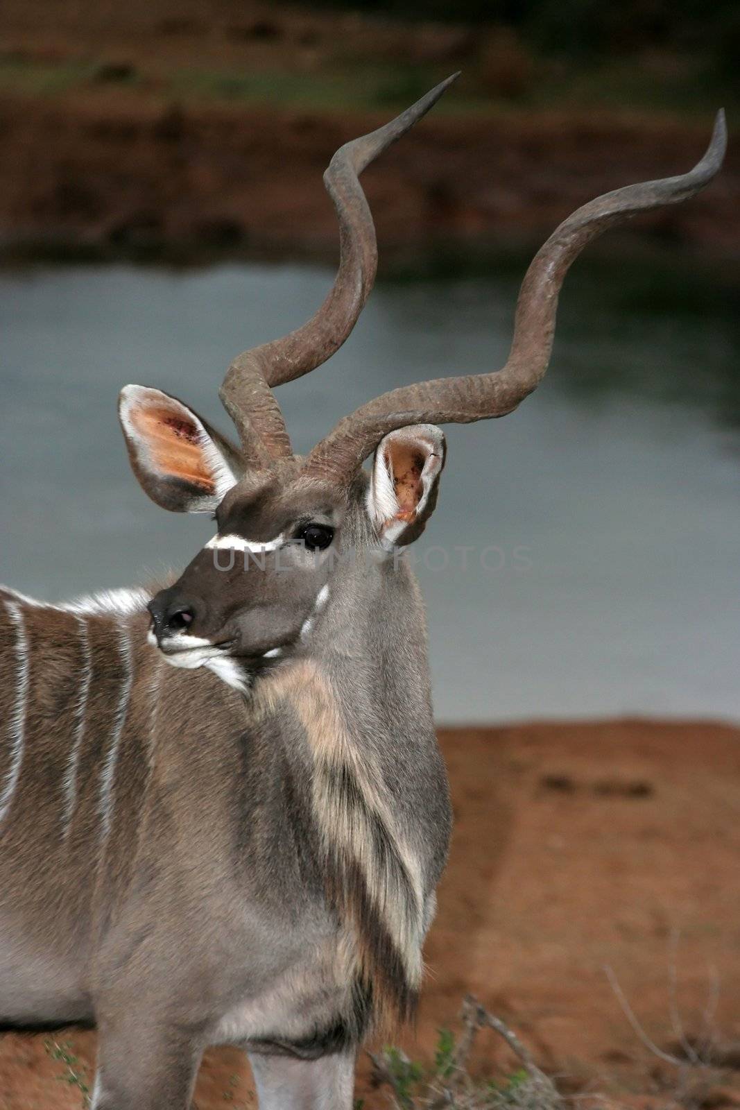 Beautiful kudu bull antelope with magnificent spiralling horns