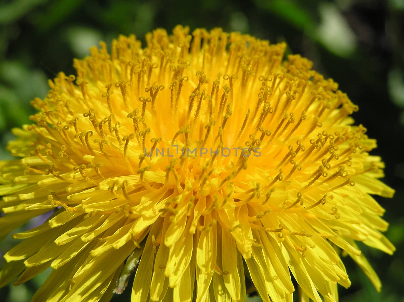 Photo of beautiful yellow blooming dandelion flower close-up