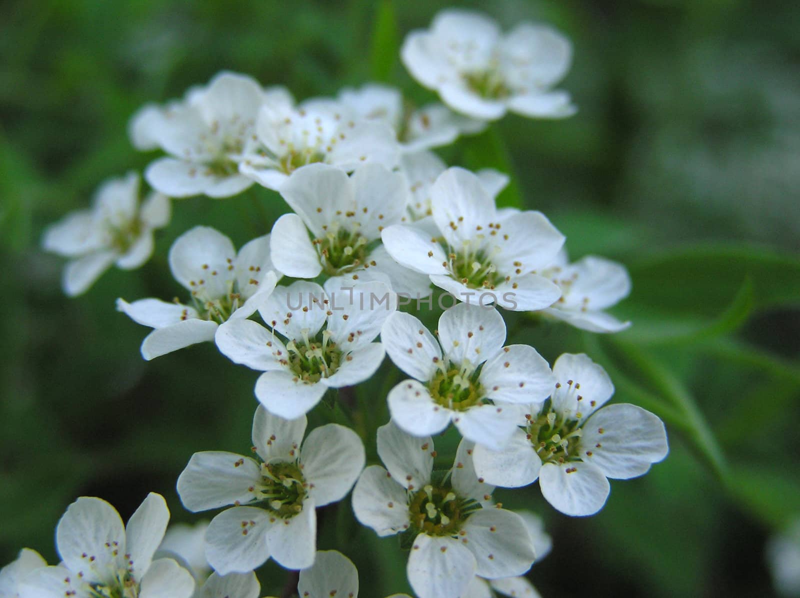 Photo of little white flowers closeup