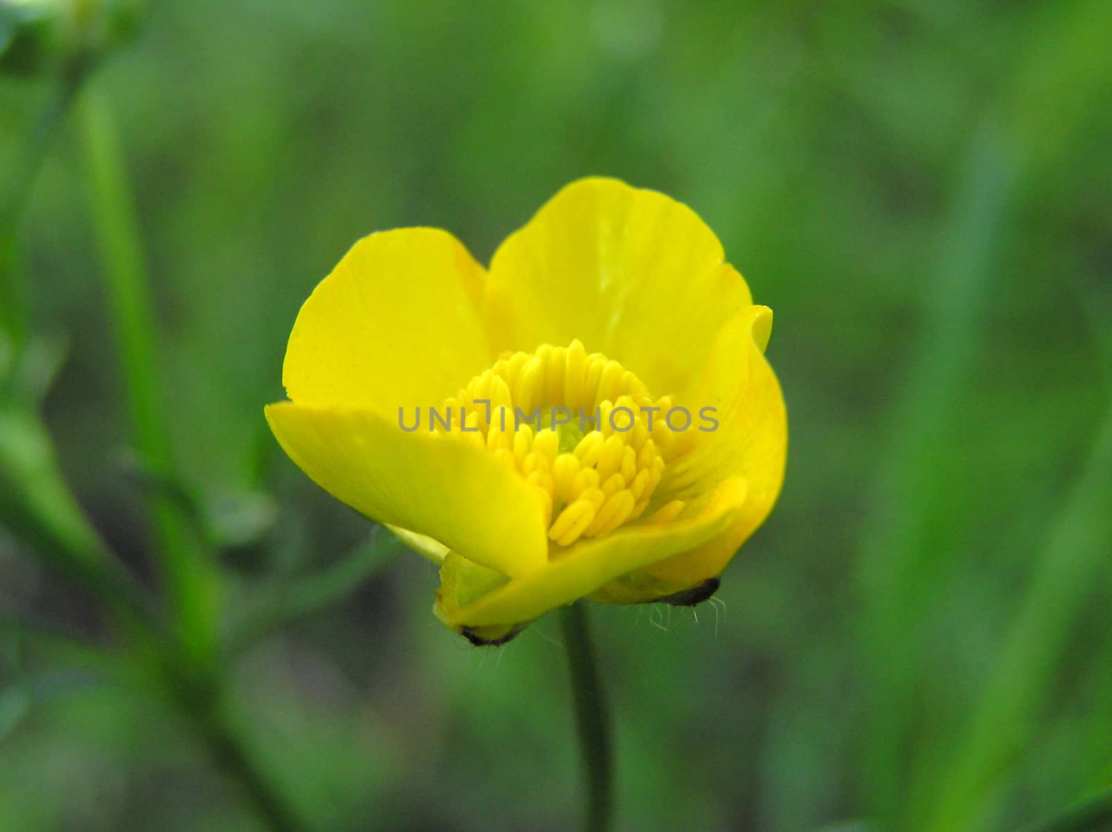 Photo of little yellow flower closeup