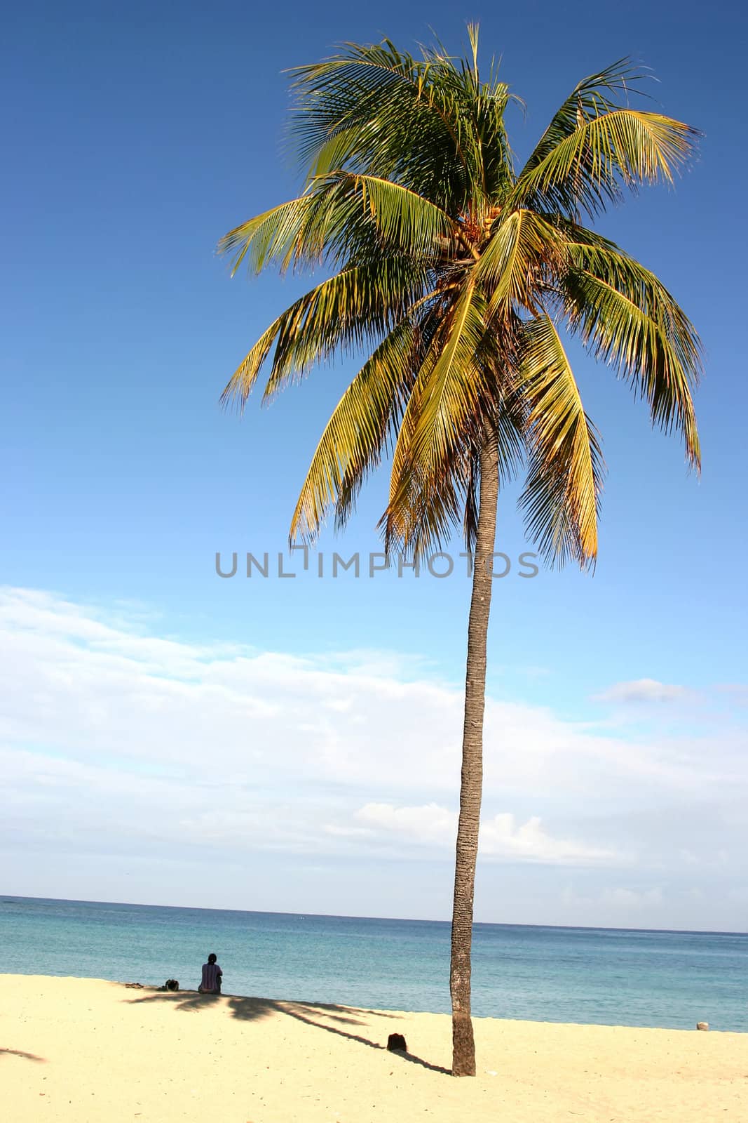 Palm on Cuban beach by alex_garaev