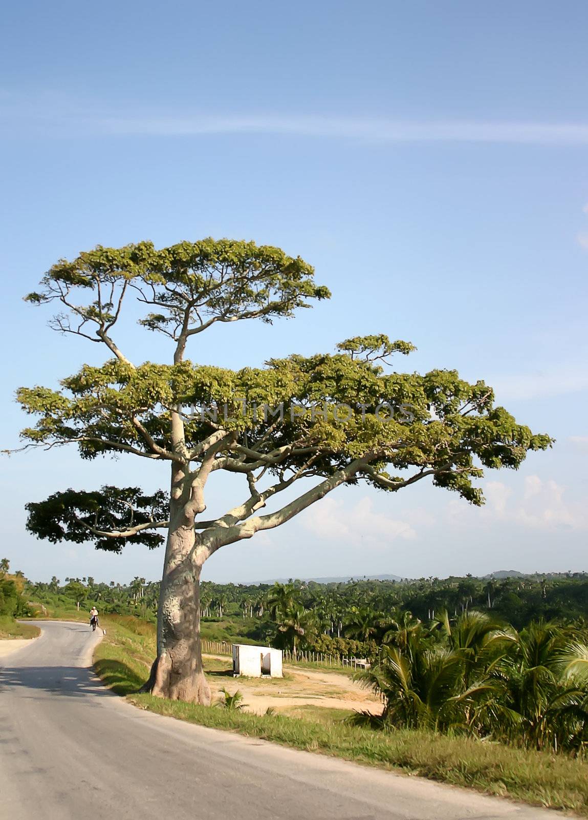 Big tree with large branches near road