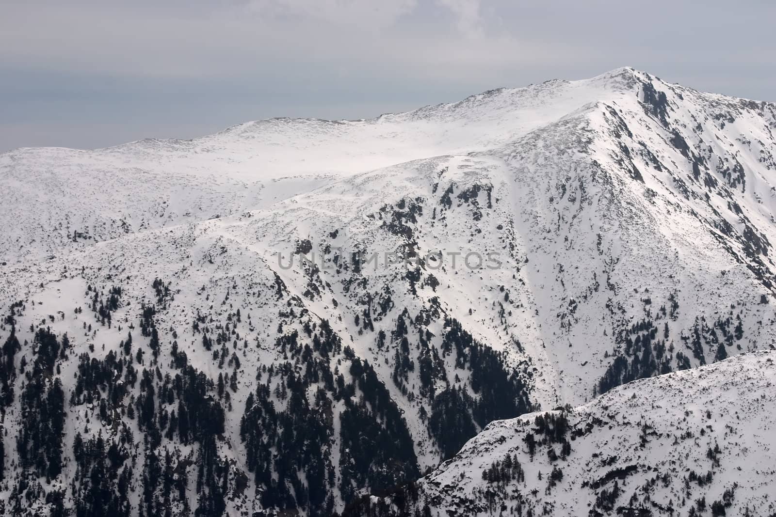 Forest in mountain margins with snow and sky