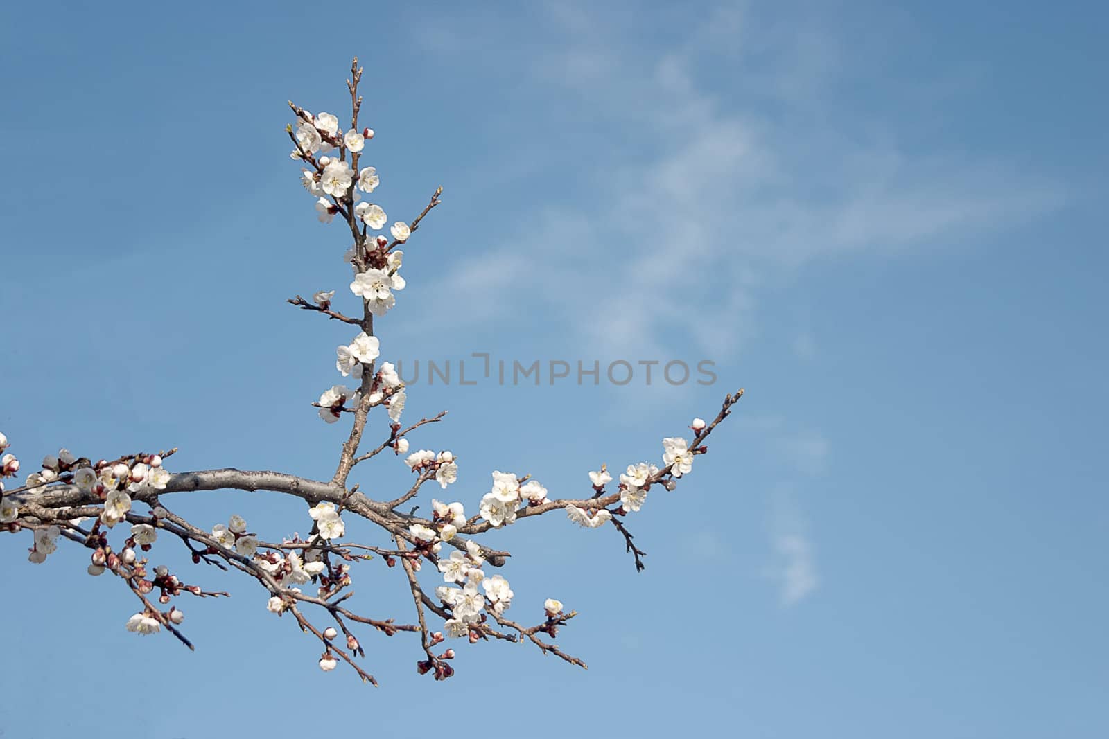 Branch with flowers at spring on sky
