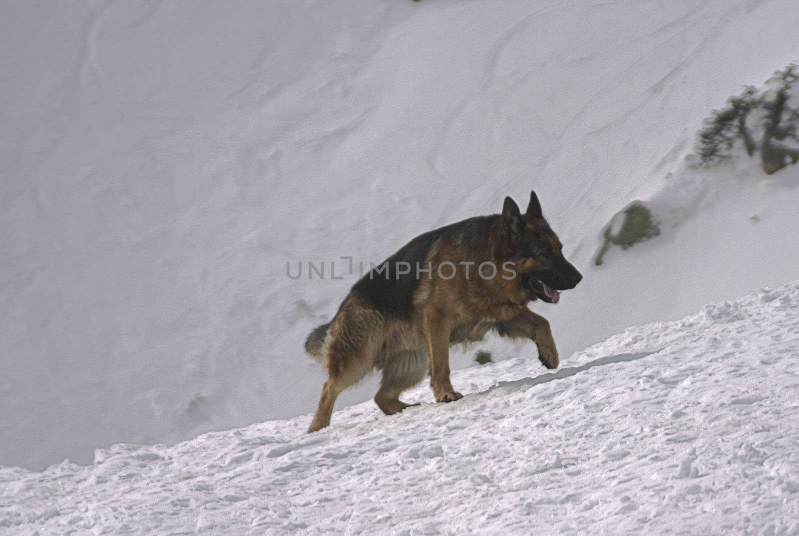 German snow dog by alex_garaev