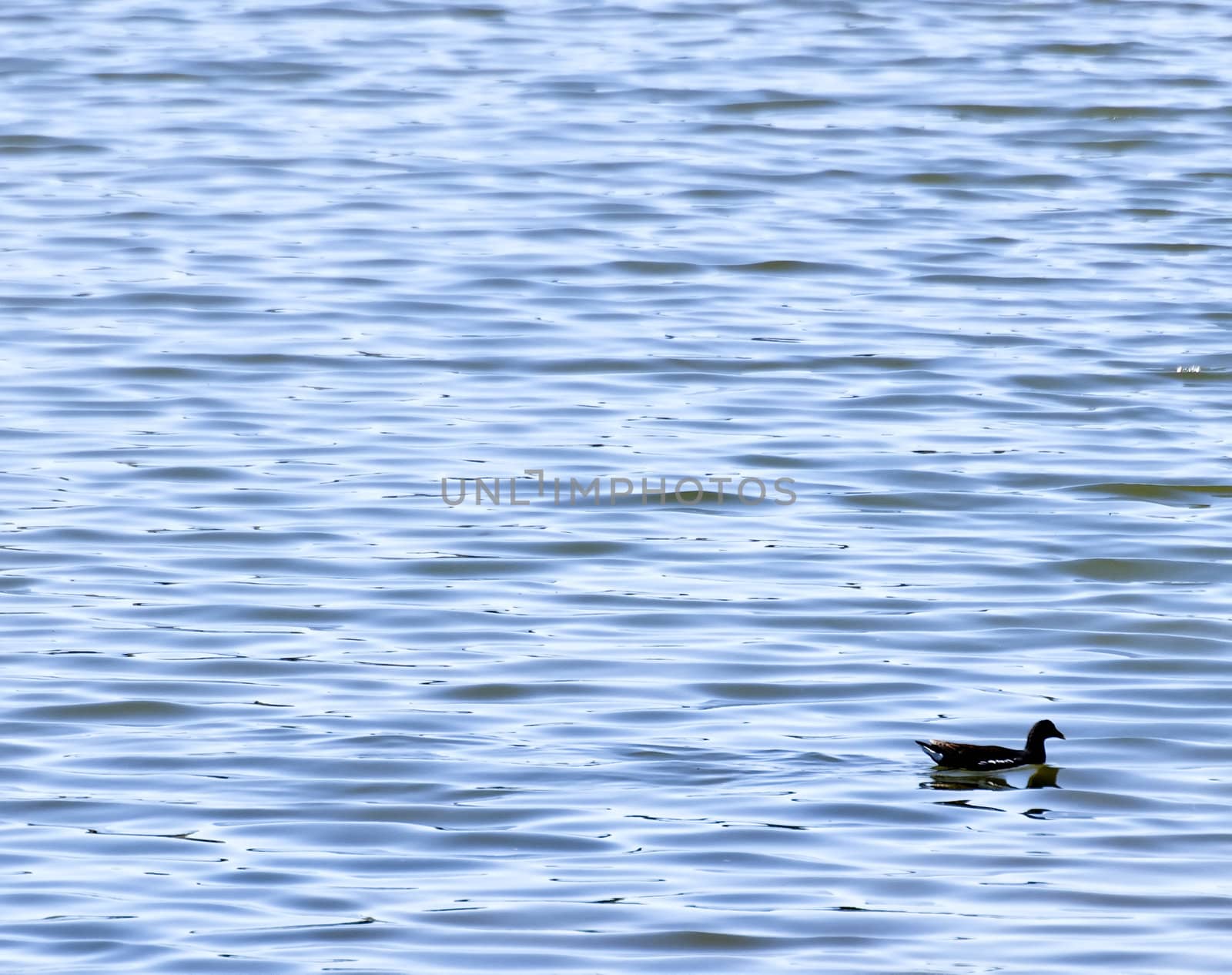 Nature and wildlife reserve providing sanctuary for birds