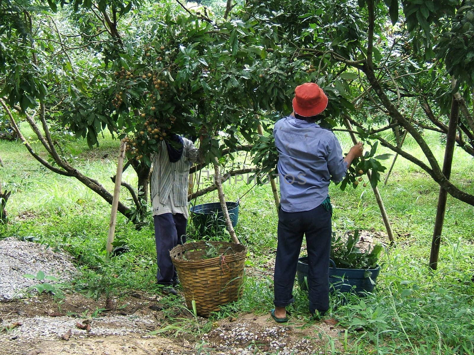 Countrymen at work in Thailand