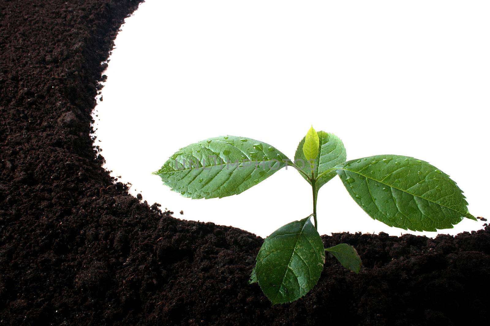 Green sprout on black soil. The soil is located in the form of an ellipse.