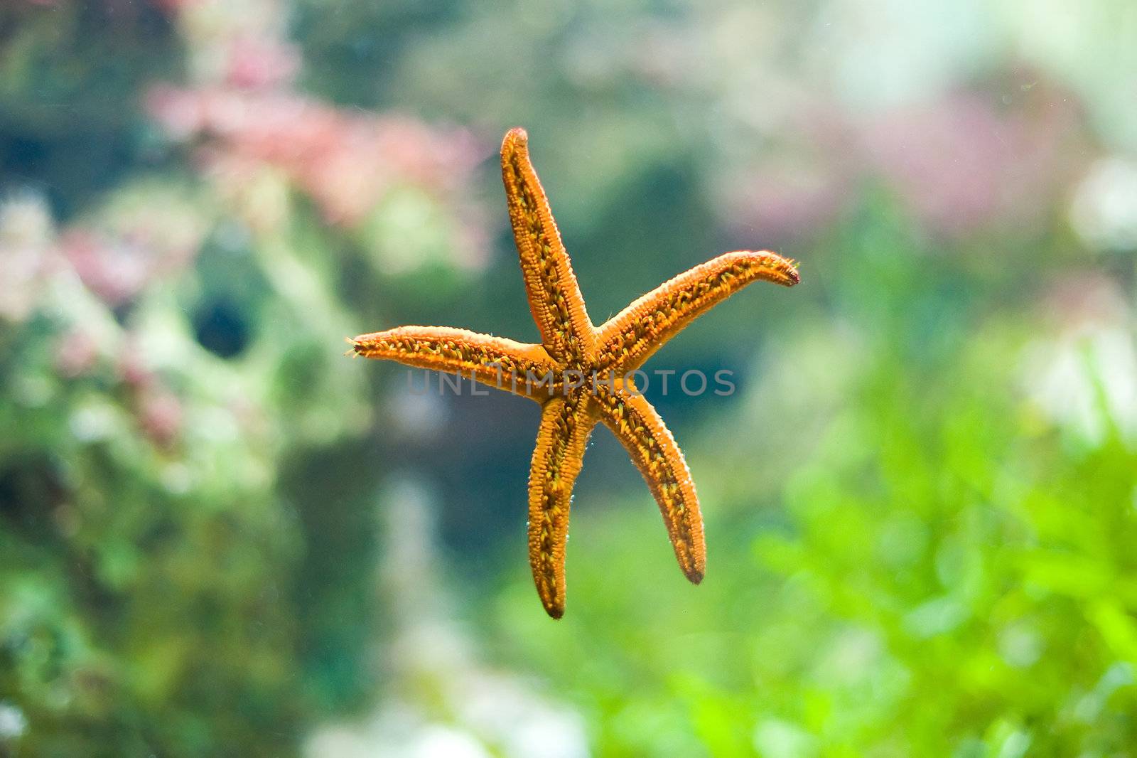 beautiful starfish - photo taken in Berlin Aquarium