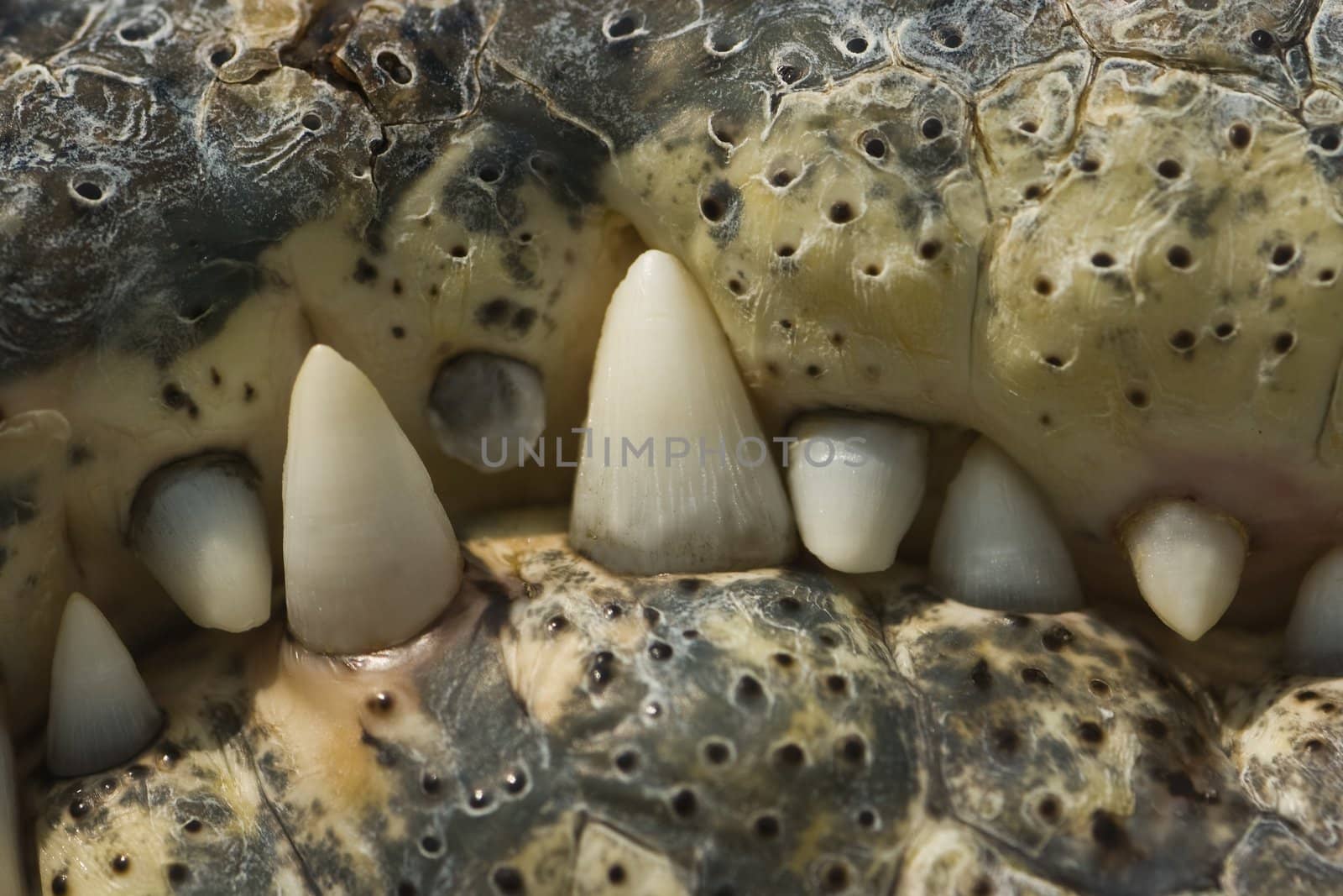 Crocodile - part of mouth with teeth in close view