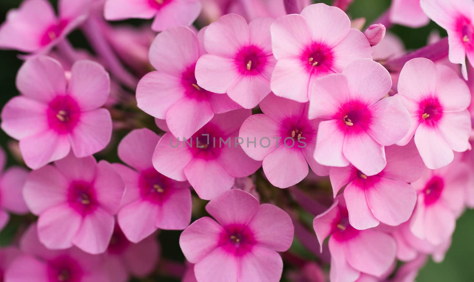 Close view on Pink phlox flowers in summer