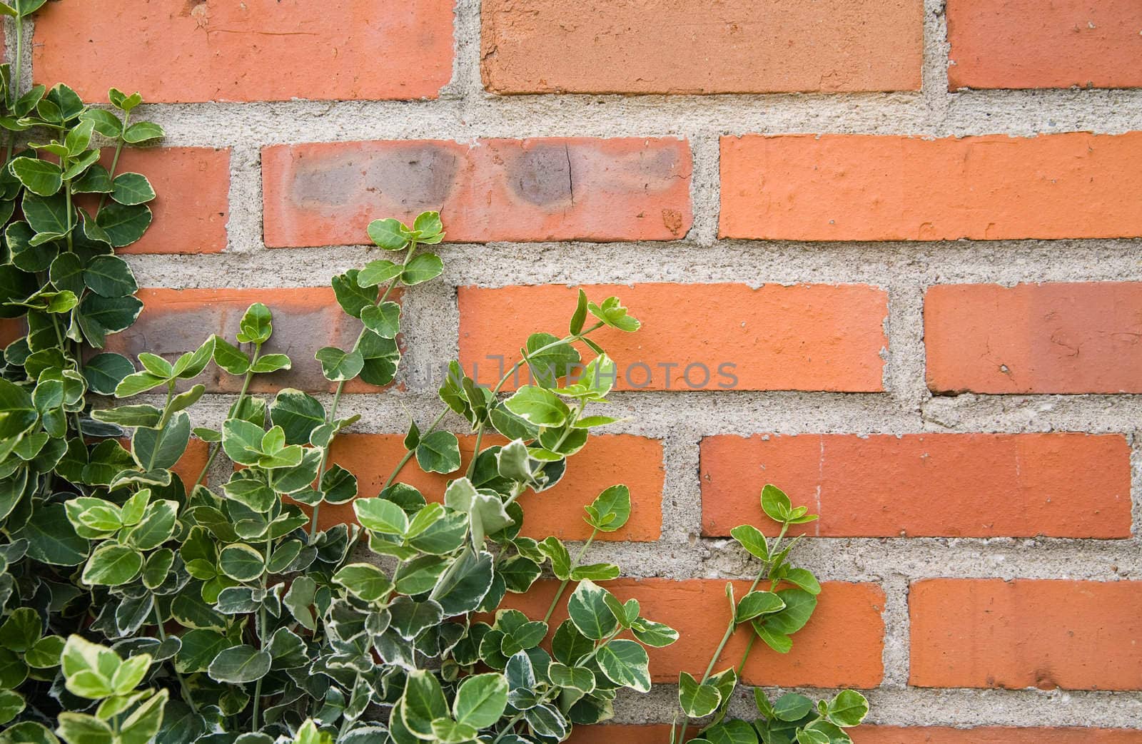 ivy leaves on bricks - perfect background