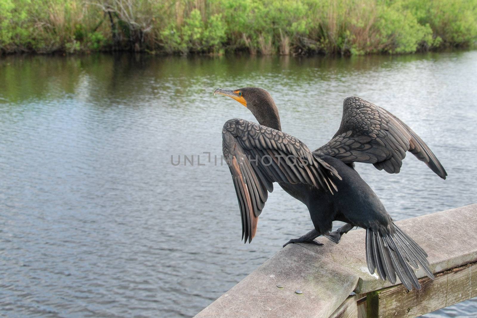 A bird trying to take off in the everglades