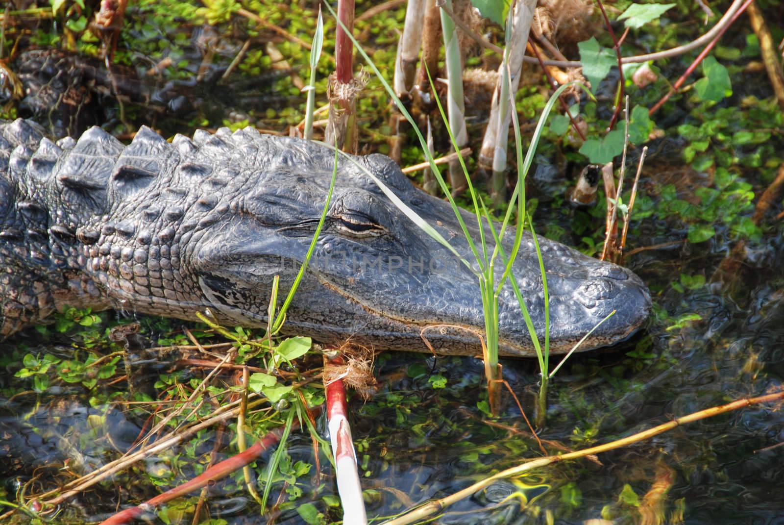 Sleeping Crocodile, Everglades, Florida by jovannig