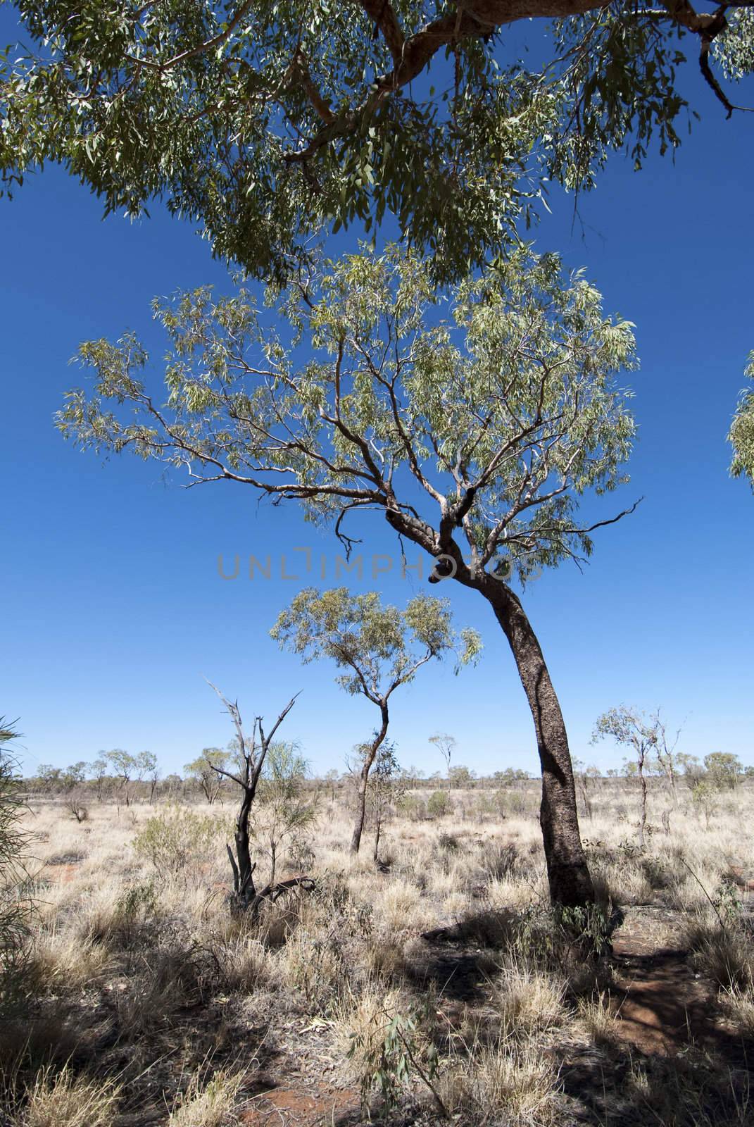 Uluru Trees, Northern Territory, Australia, August 2009