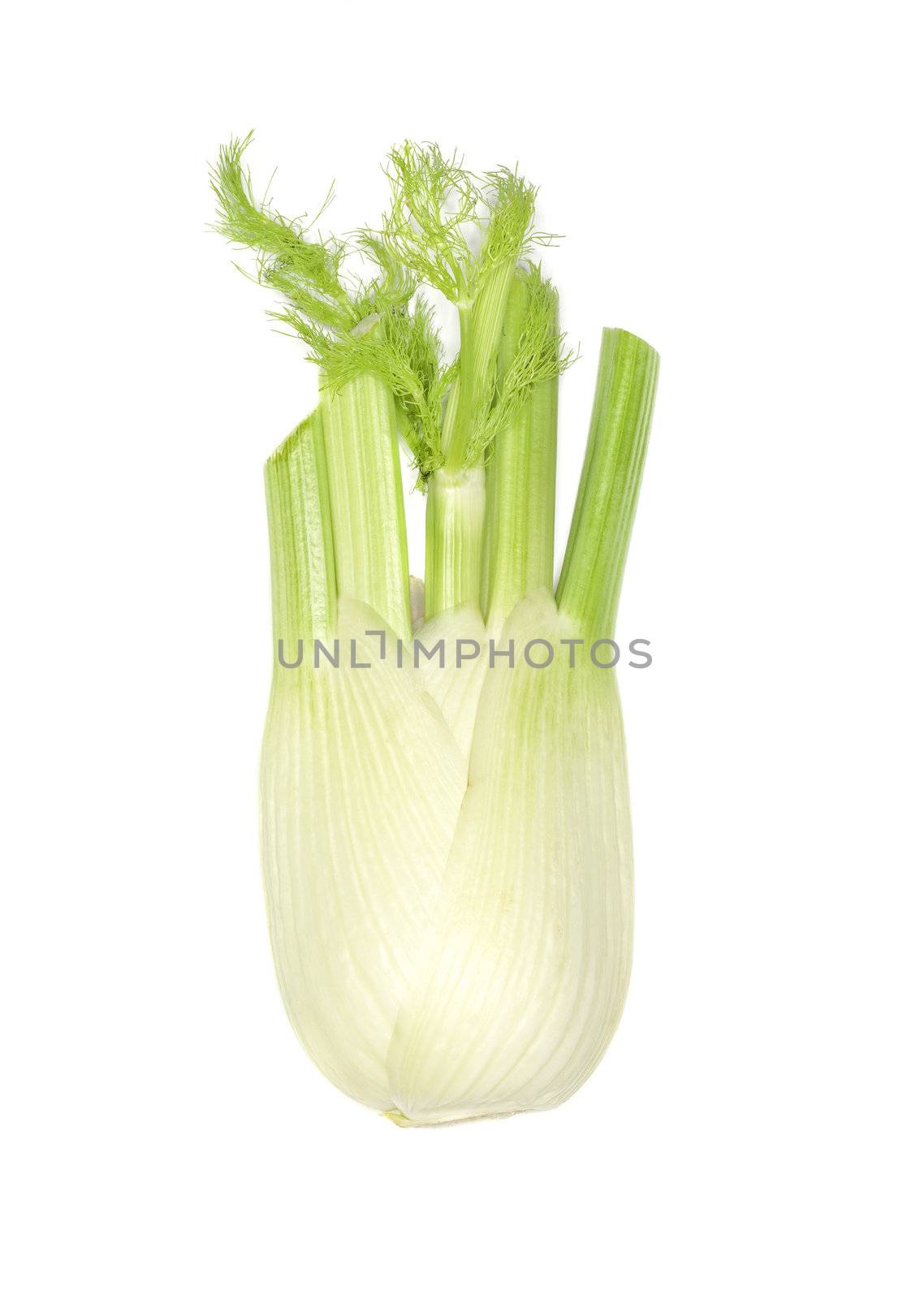 Fresh fennel by gemenacom