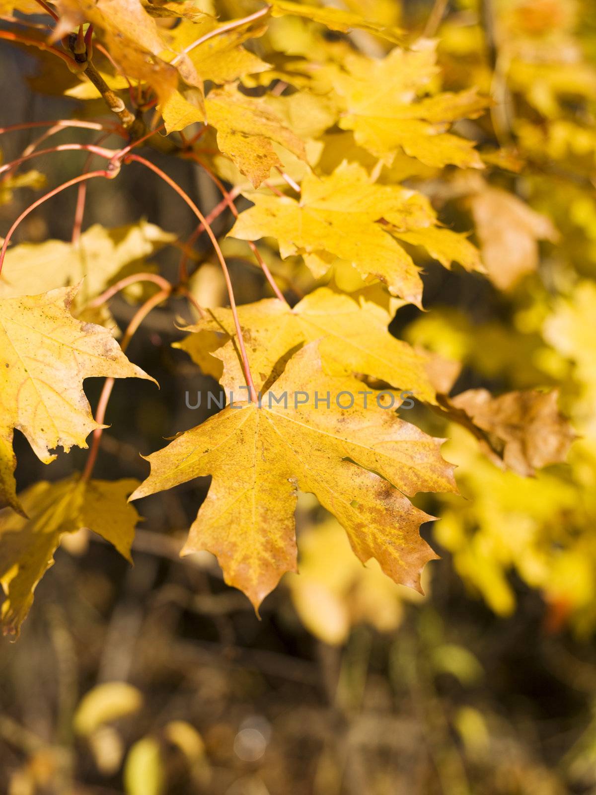 Yellow autumn leafs with short focal lenght