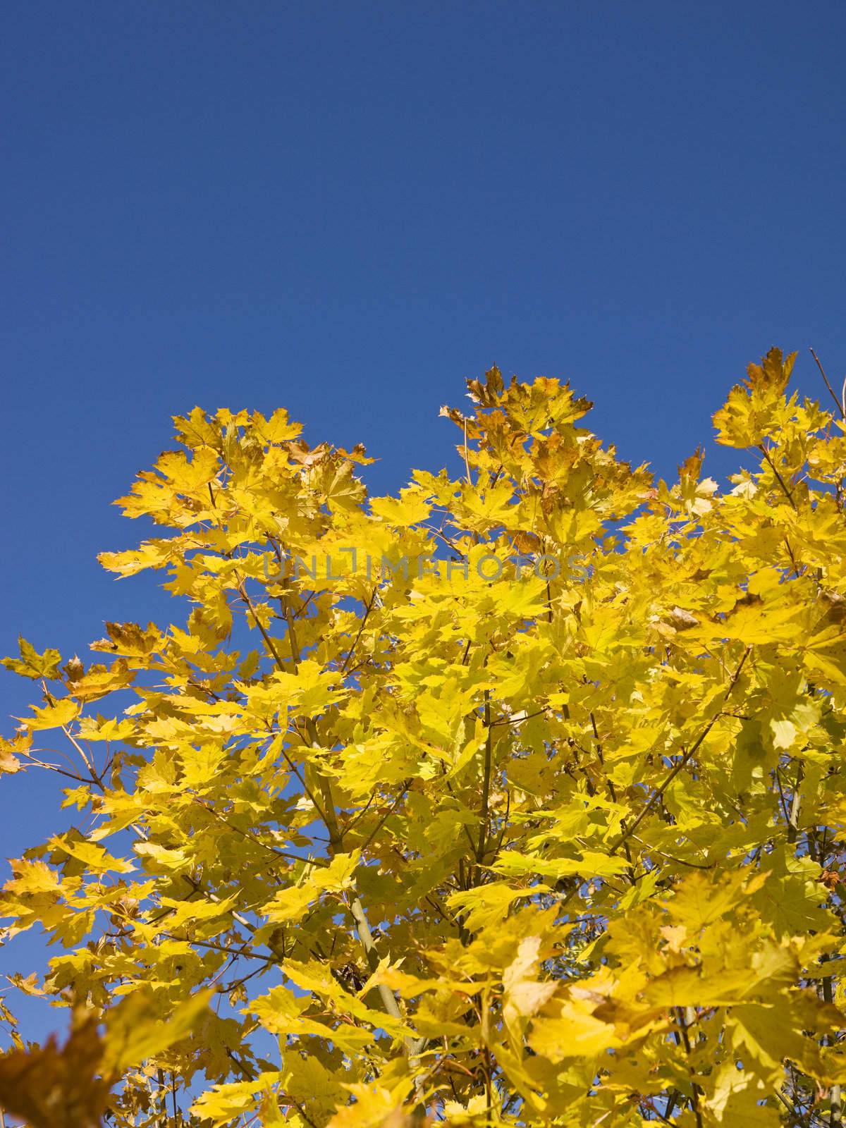 Yellow autumn leafs against a blue clear sky