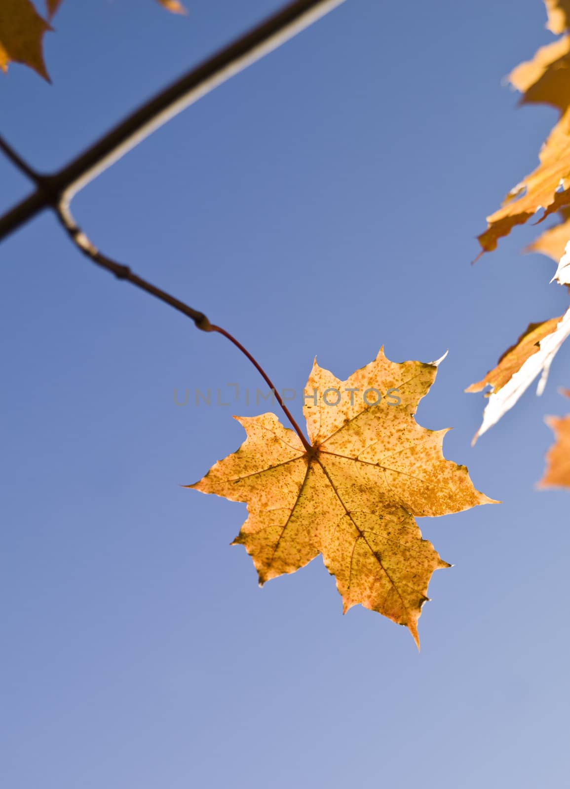 Autumn leafs by gemenacom