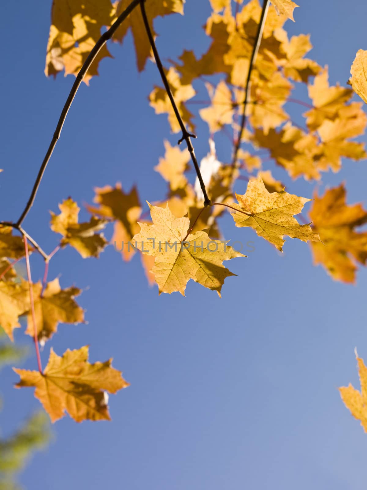 Autumn leafs by gemenacom