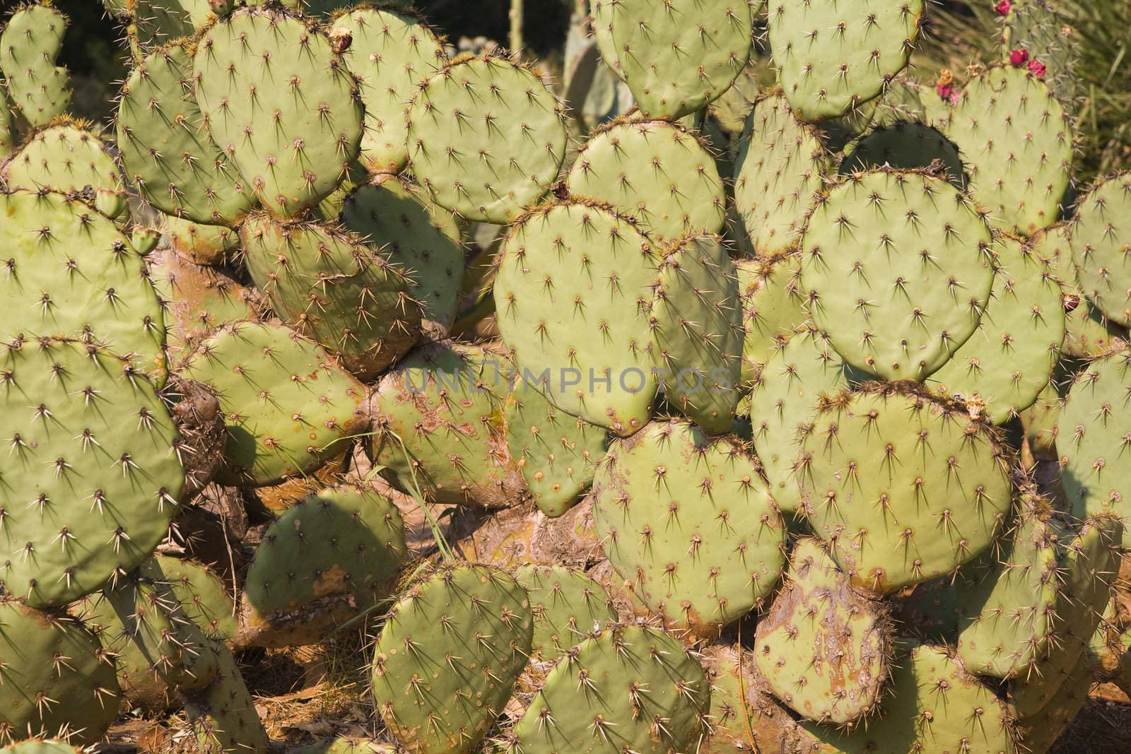 cactus background by furzyk73