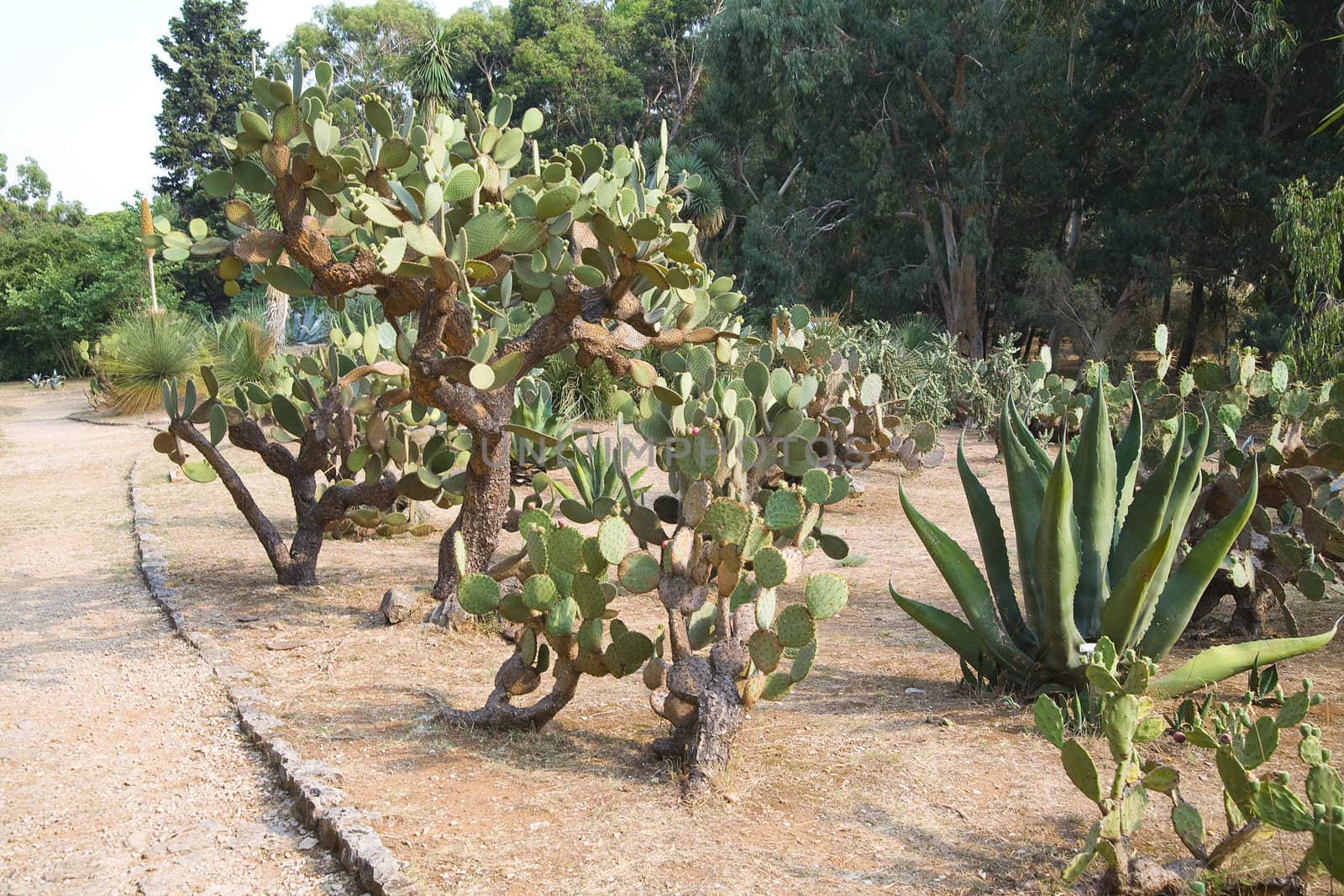 cactus garden - Lokrum island in Croatia