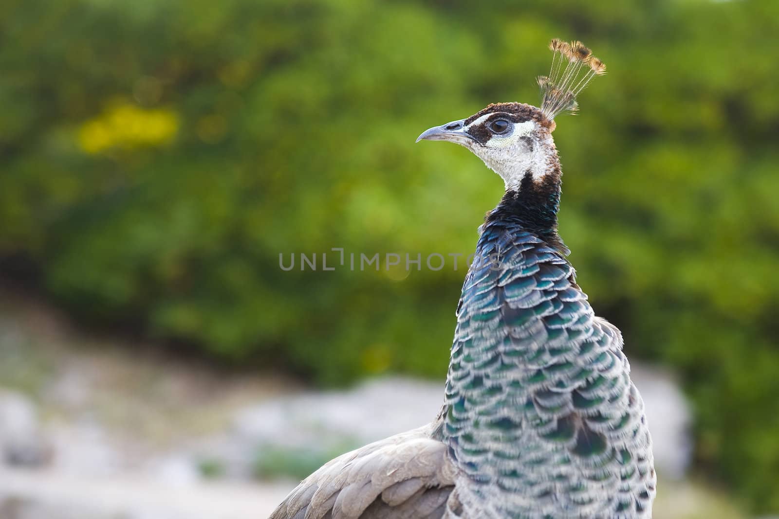 beautiful peacock - botanic garden in Lokrum Island, Croatia