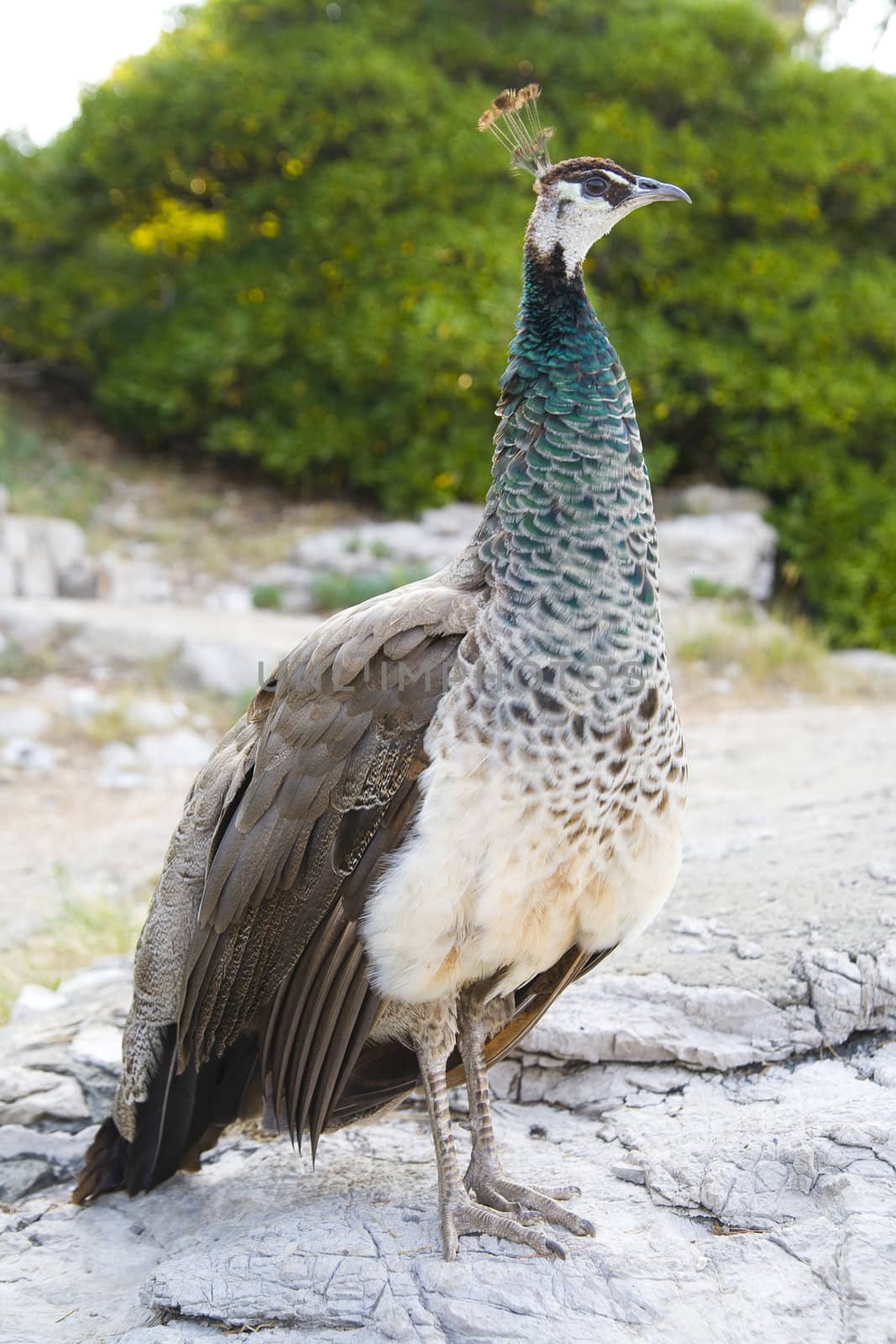 beautiful peacock by furzyk73