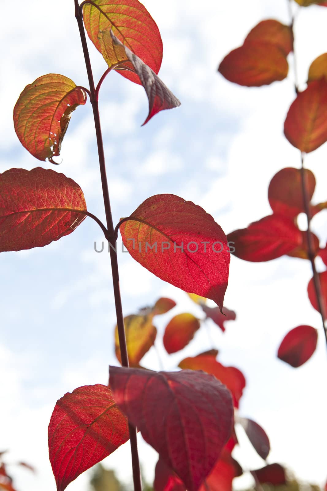 Red autumn leafs by gemenacom