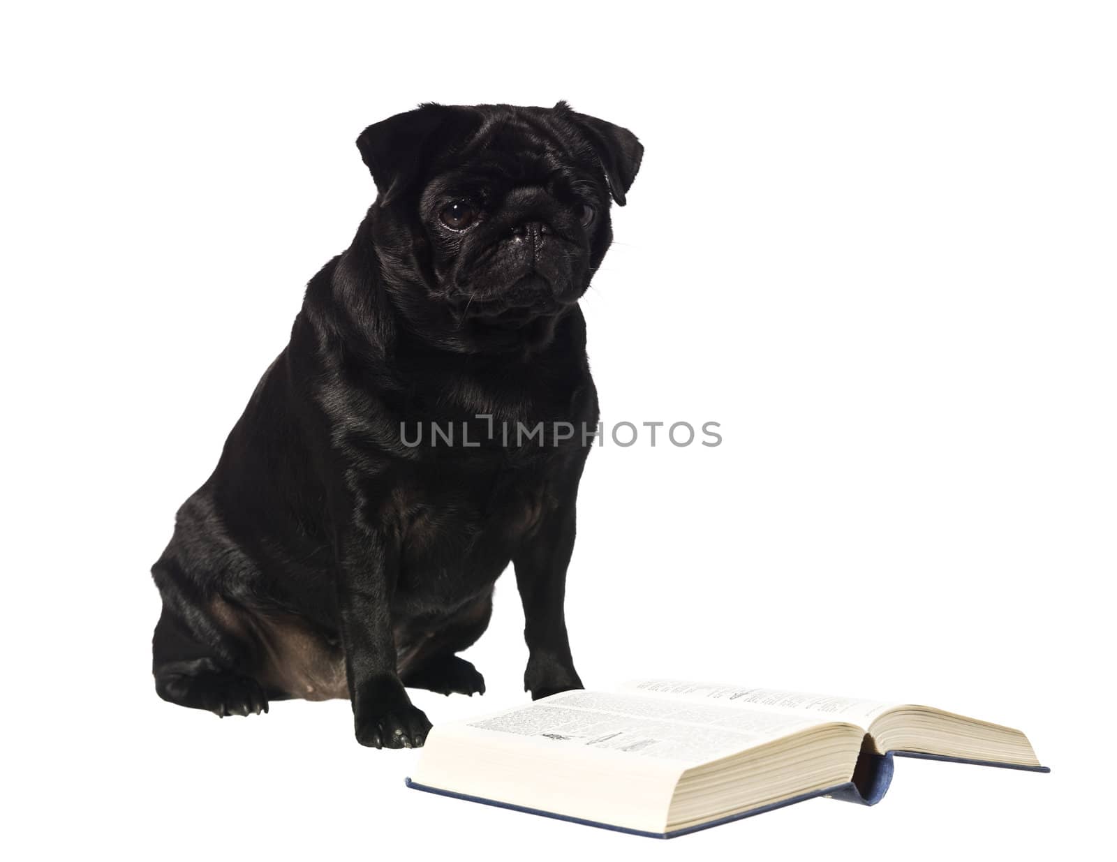 Dog reading a book by gemenacom