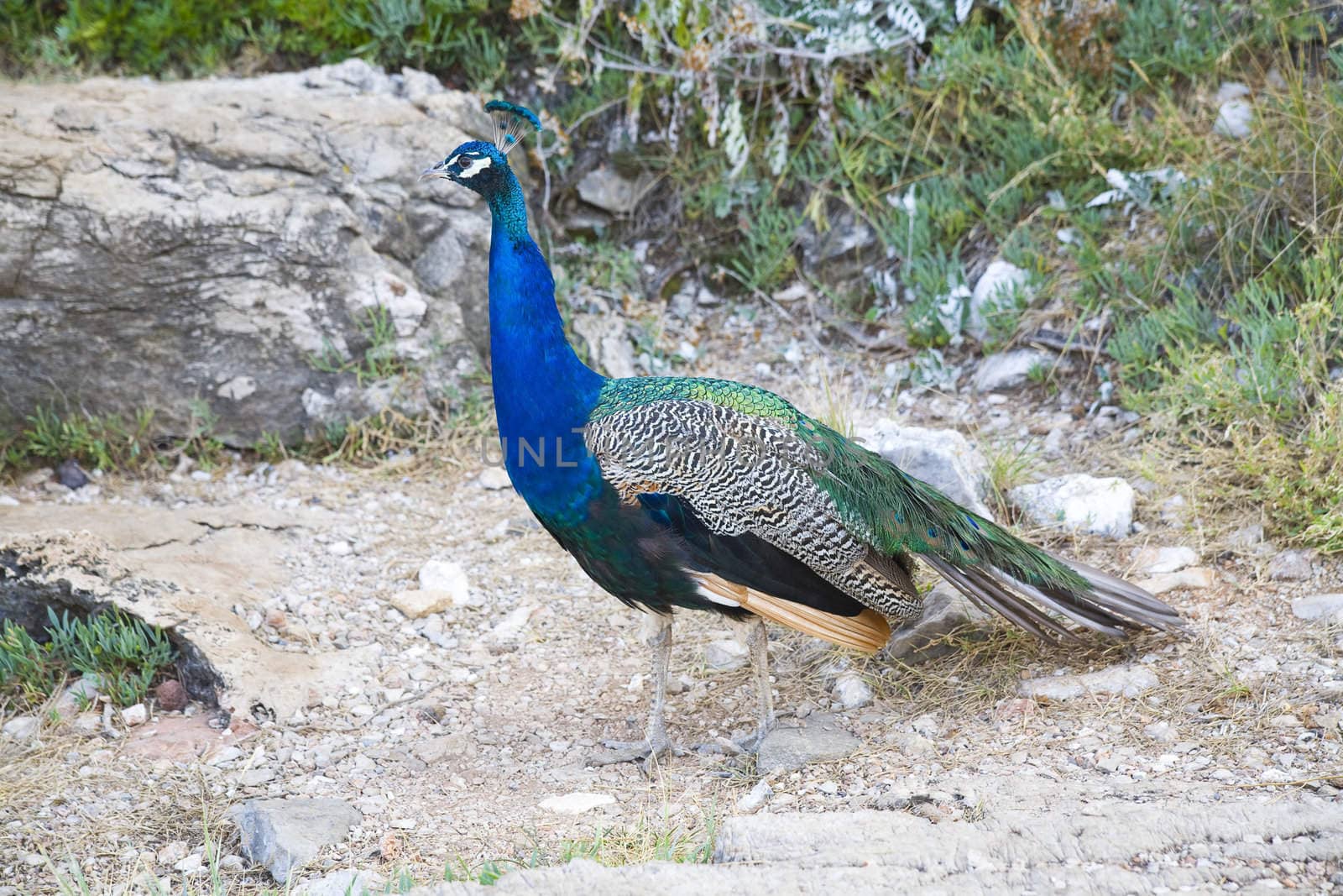 beautiful peacock - botanic garden in Lokrum Island, Croatia