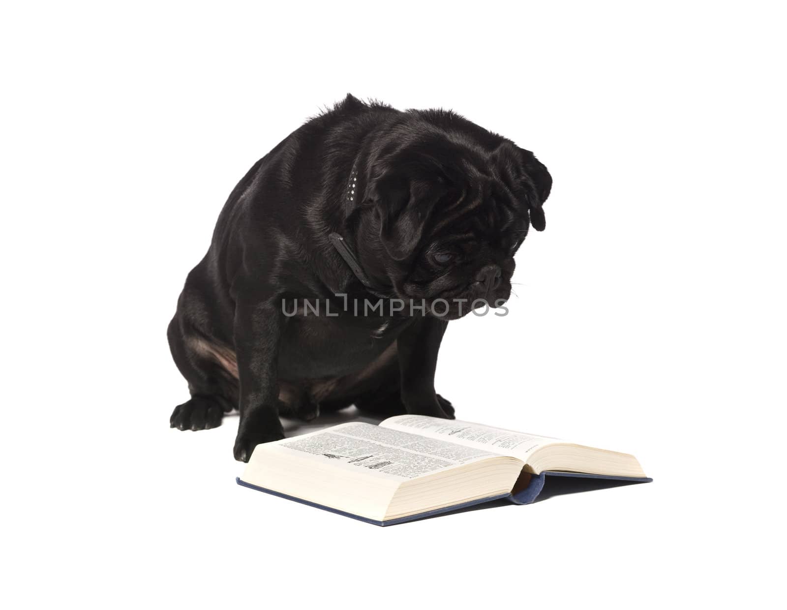 Dog reading a book by gemenacom