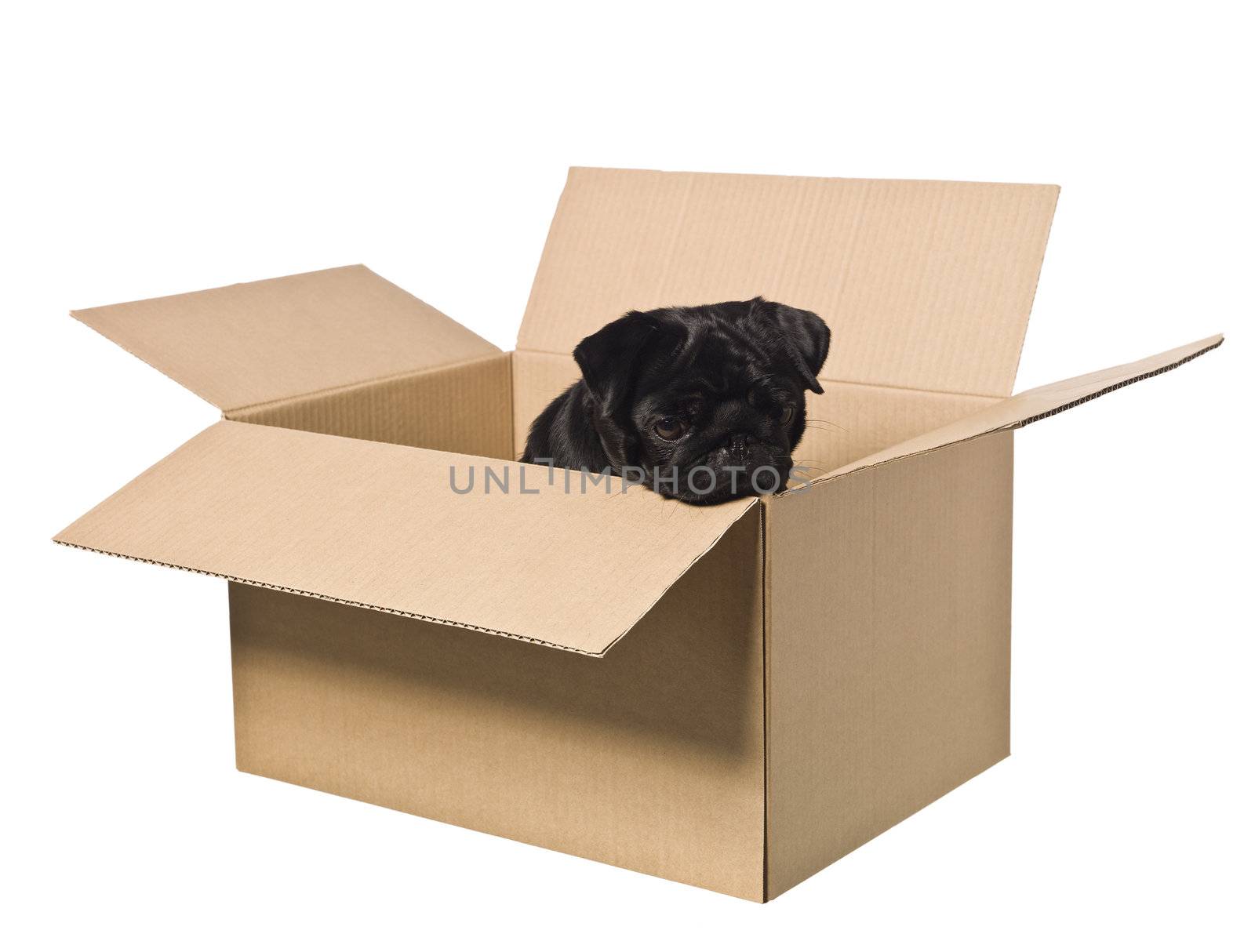 Dog in a box  by gemenacom