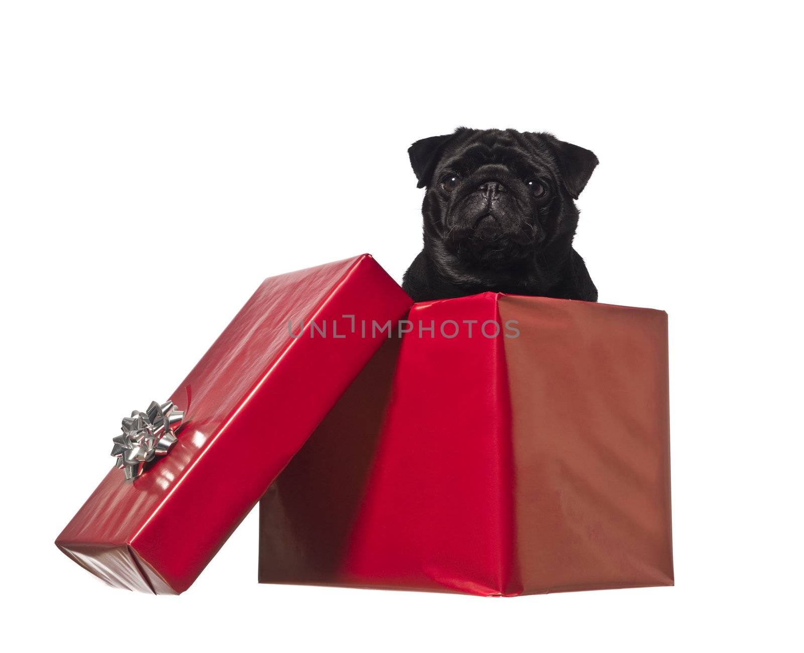Dog in a gift box isolated on white