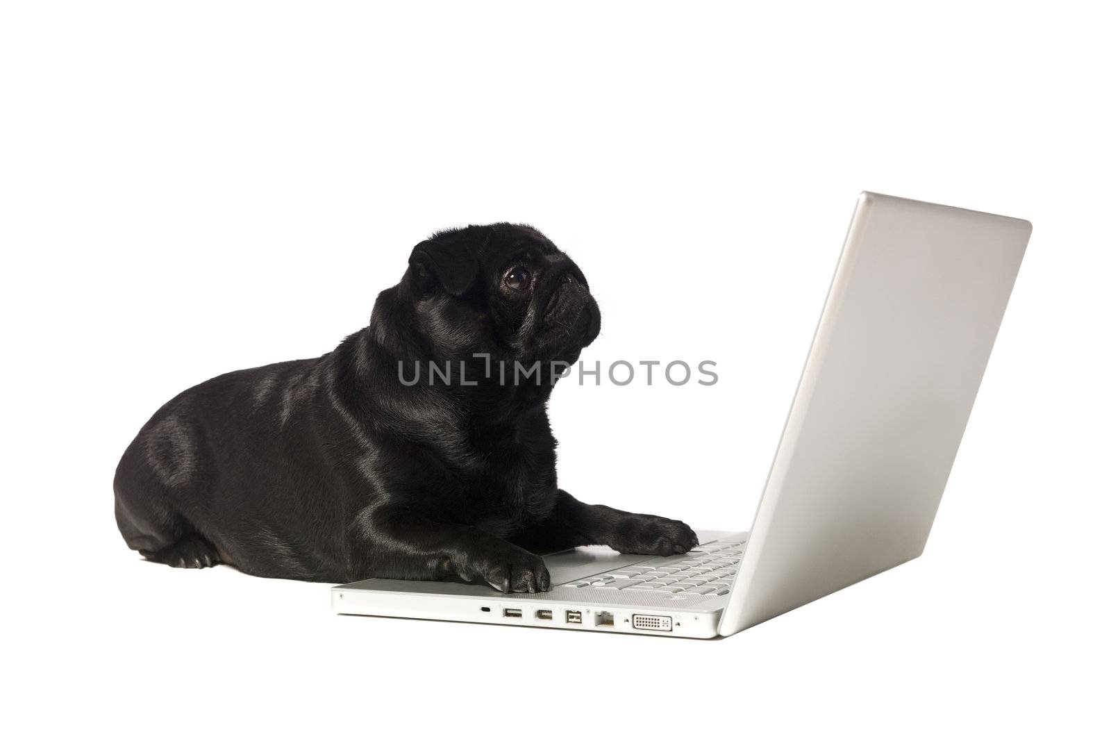 Black dog at the computer isolated on white