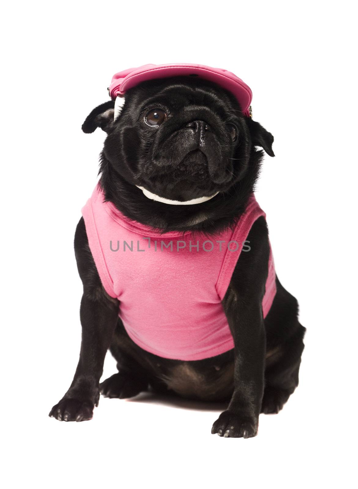 Dog dressed in pink  by gemenacom