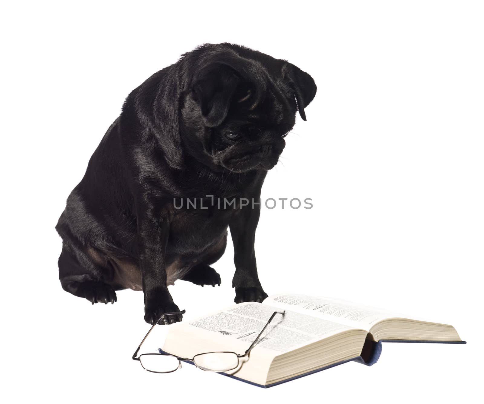 Dog reading a book isolated on a white background