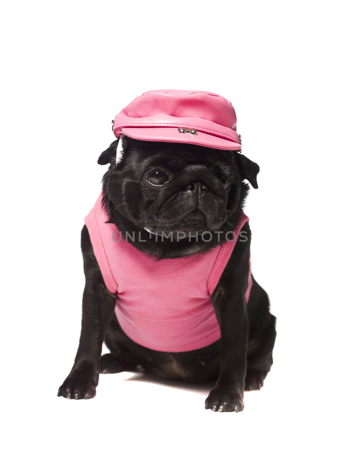 Dog dressed in pink isolated on white