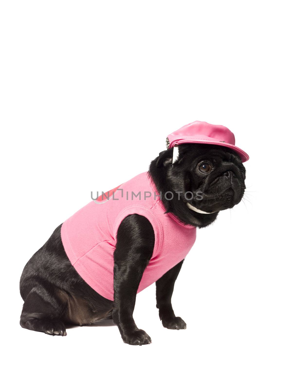 Dog dressed in pink isolated on white