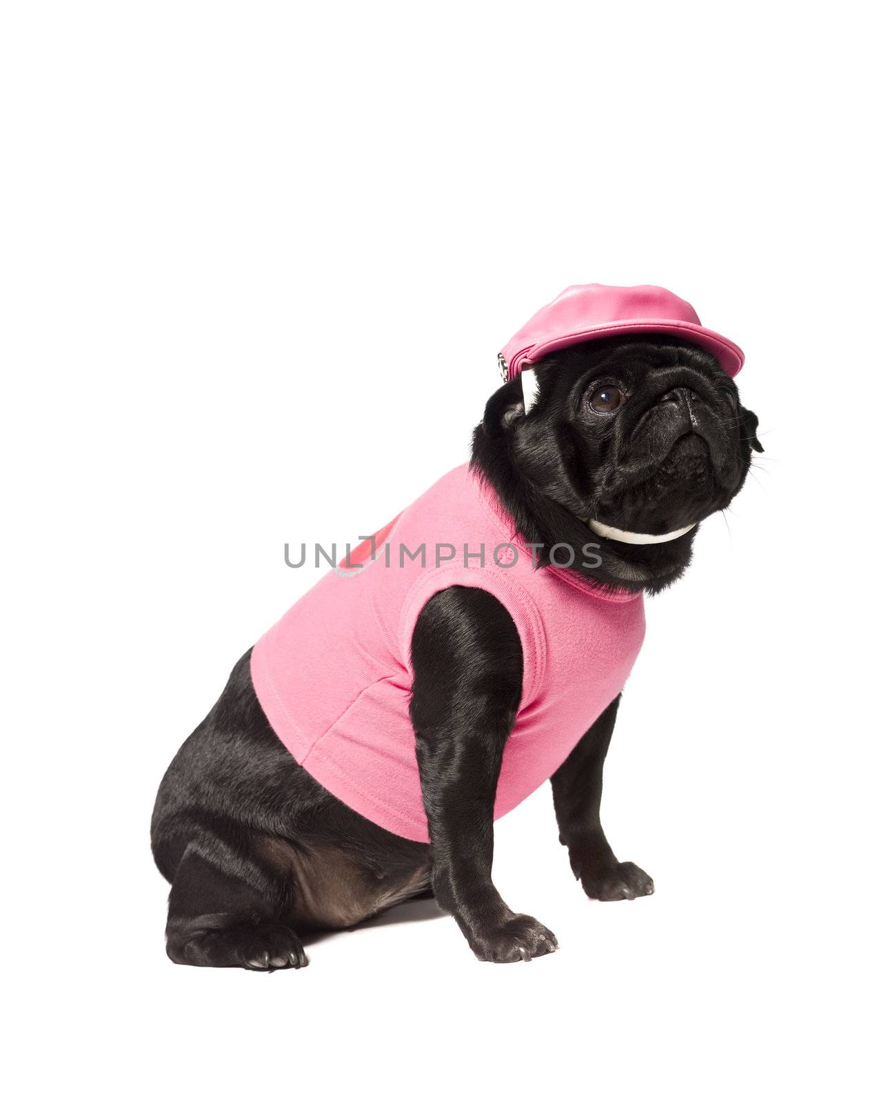 Dog dressed in pink  by gemenacom